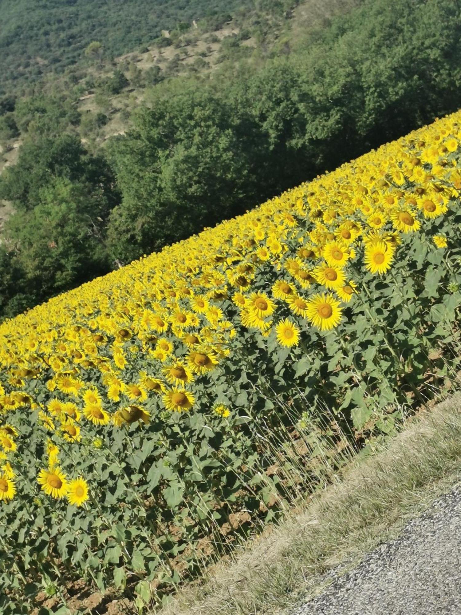 Mes Maisons Gardoises, Two Gites Sleeping 13 With Two Private Pools, Kids Room, Laundry, Disco, Free Wifi, Linen And Dog'S Are Welcome Gagnières Extérieur photo